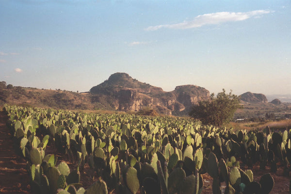 Wait - This is cactus?