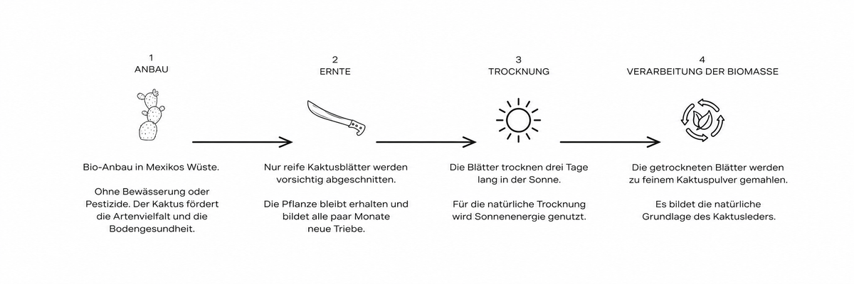 Vom Anbau bis zur Verarbeitung der Kaktusblätter – Schritte 1 bis 4
